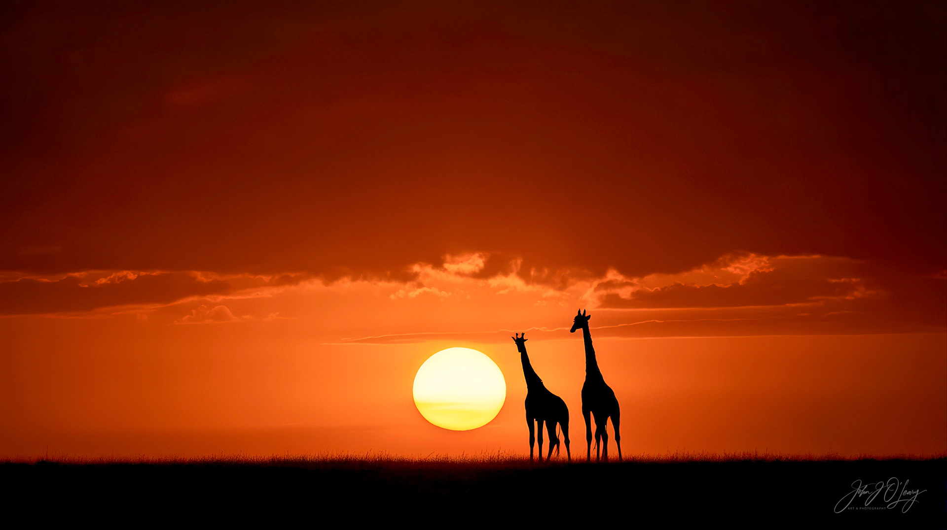 GIRAFFES AT SUNSET