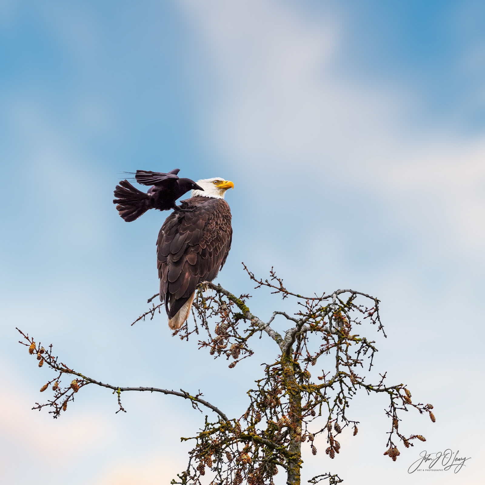 EAGLE AND RAVEN | ALASKA