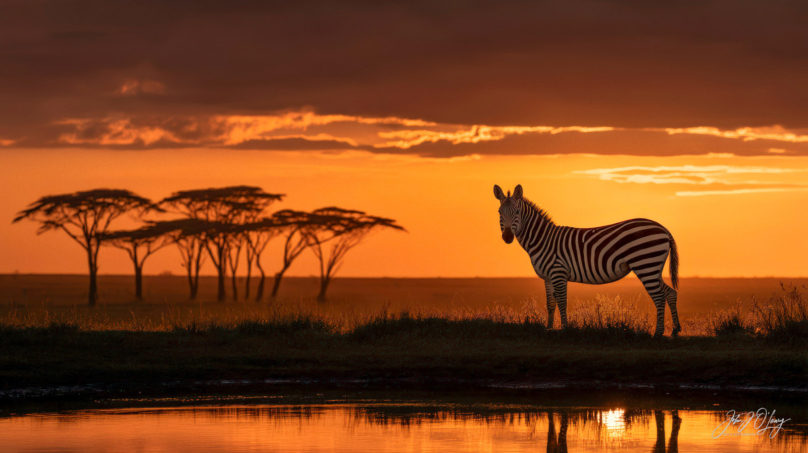 ZEBRA AT SUNSET