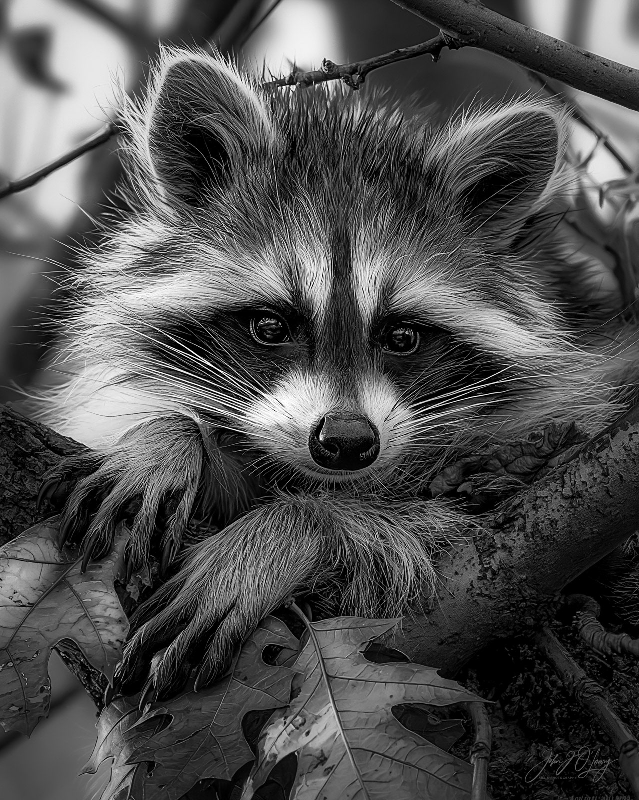 SAFE IN THE OAK TREE