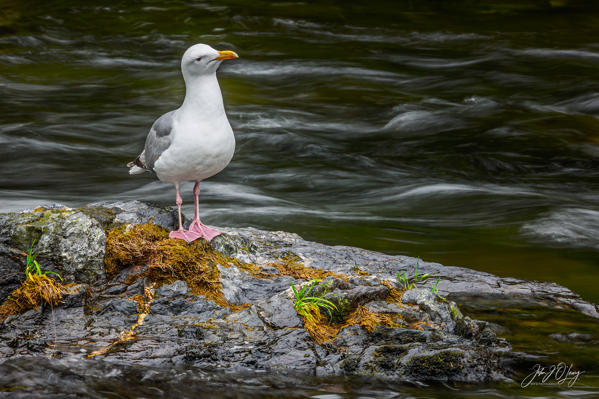 SEAGULL AT RUSSIAN RIVER - ALASKA