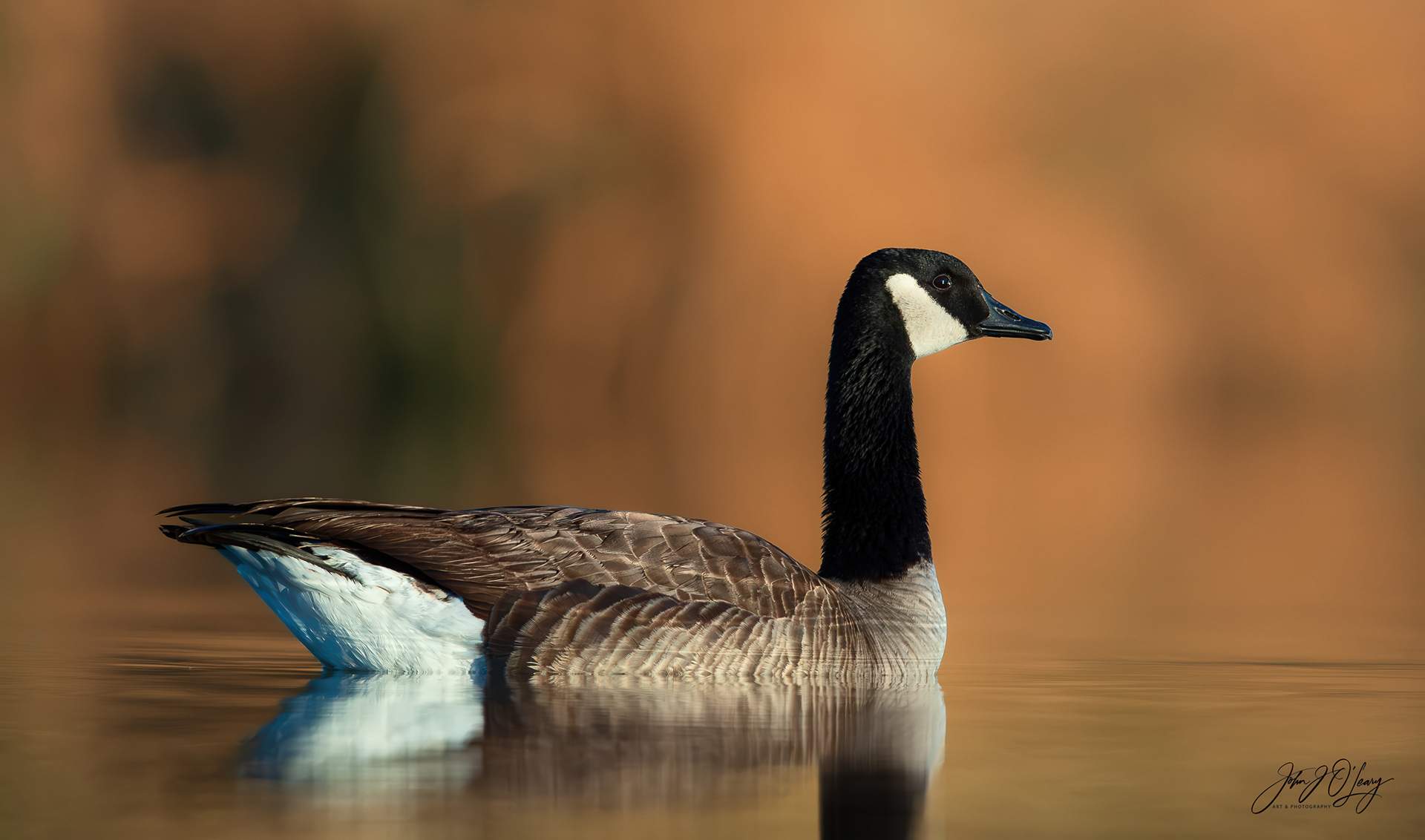 CANADIAN GOOSE RESTING - ARIZONA