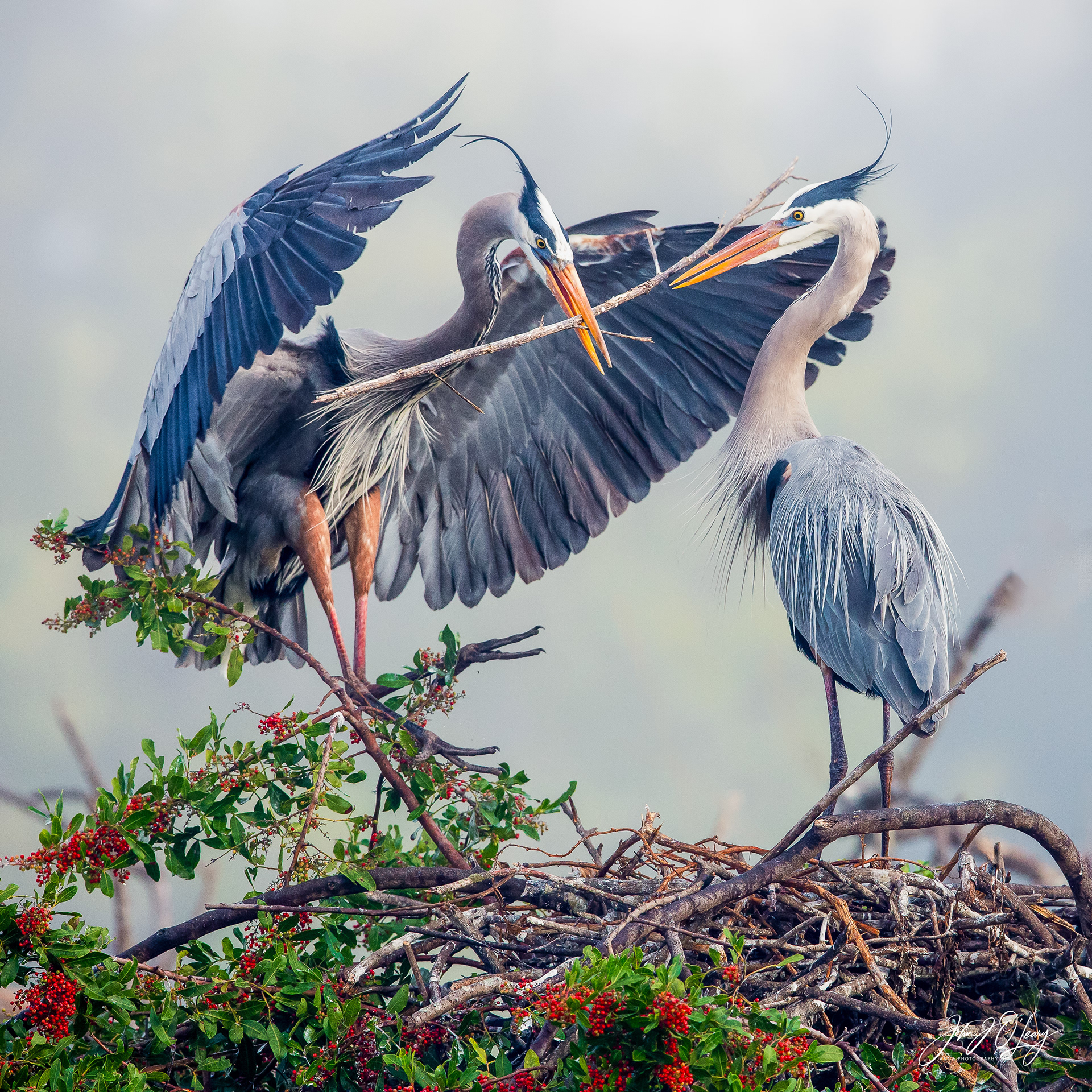 GREAT BLUE HERONS NESTING - FLORIDA