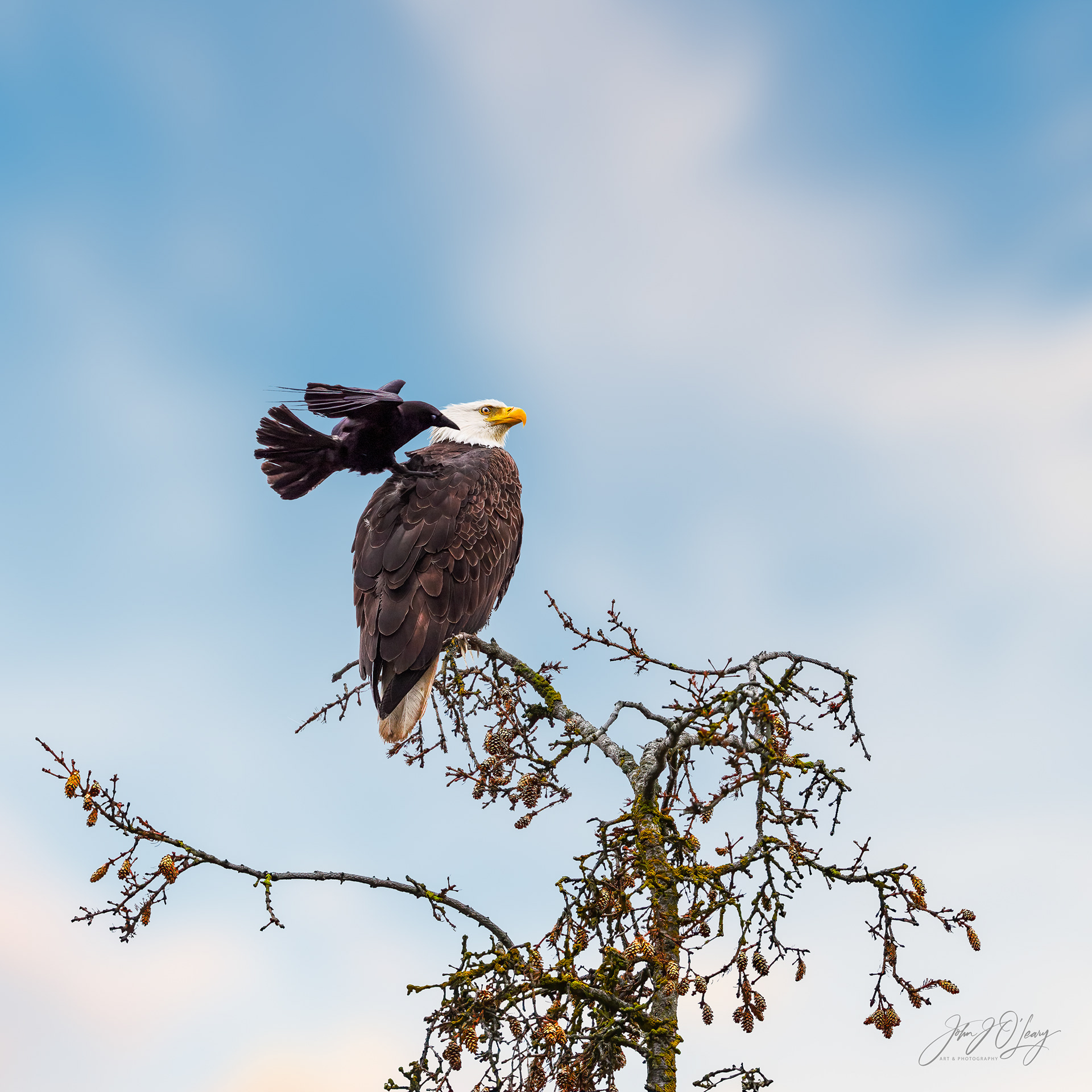 BALD EAGLE AND RAVEN - ALASKA