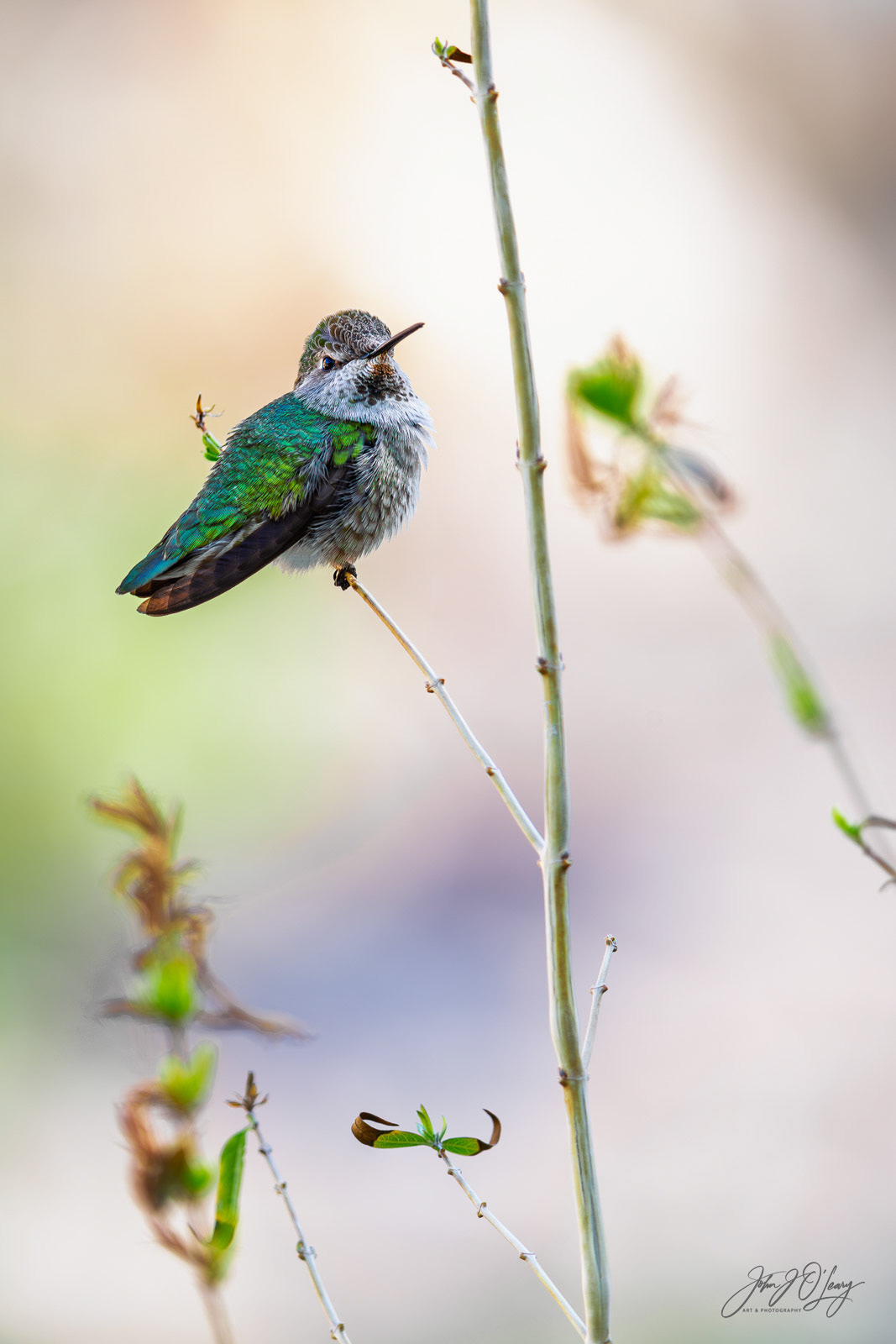 ANNA'S HUMMINGBIRD - RESTING
