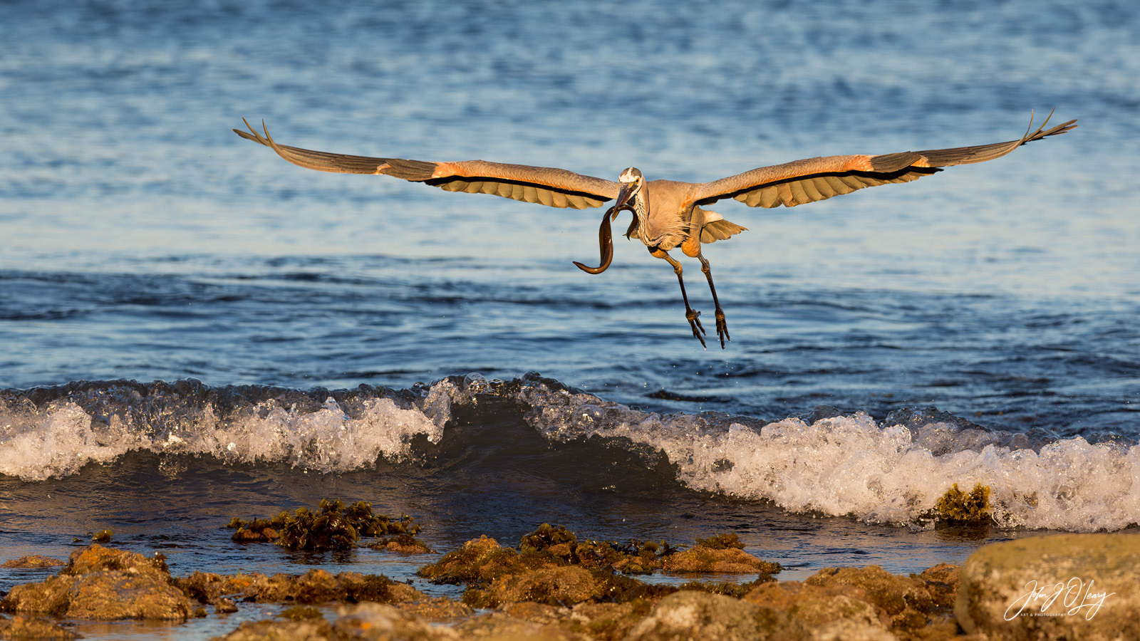 HERON AND EEL | MEXICO