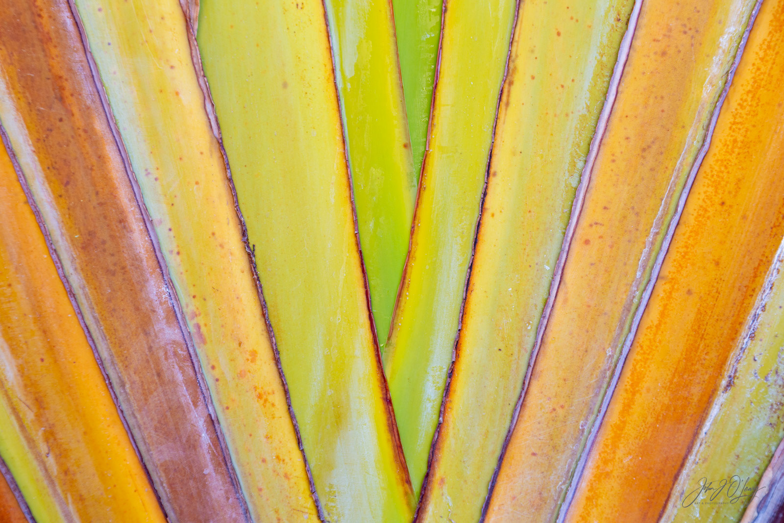 PALM FROND | MEXICO