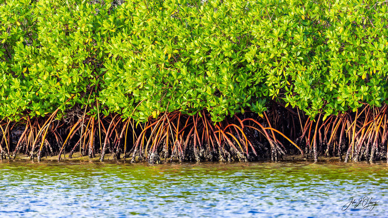 BANDS OF COLOR - MANGROVES | FLORIDA