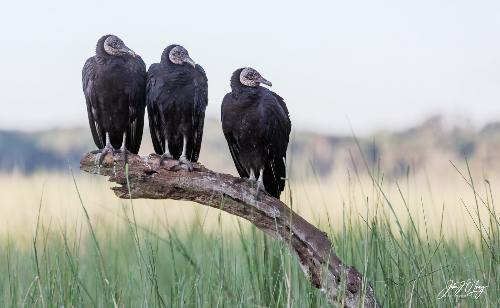 TURKEY VULTURE TRIO | FLORIDA