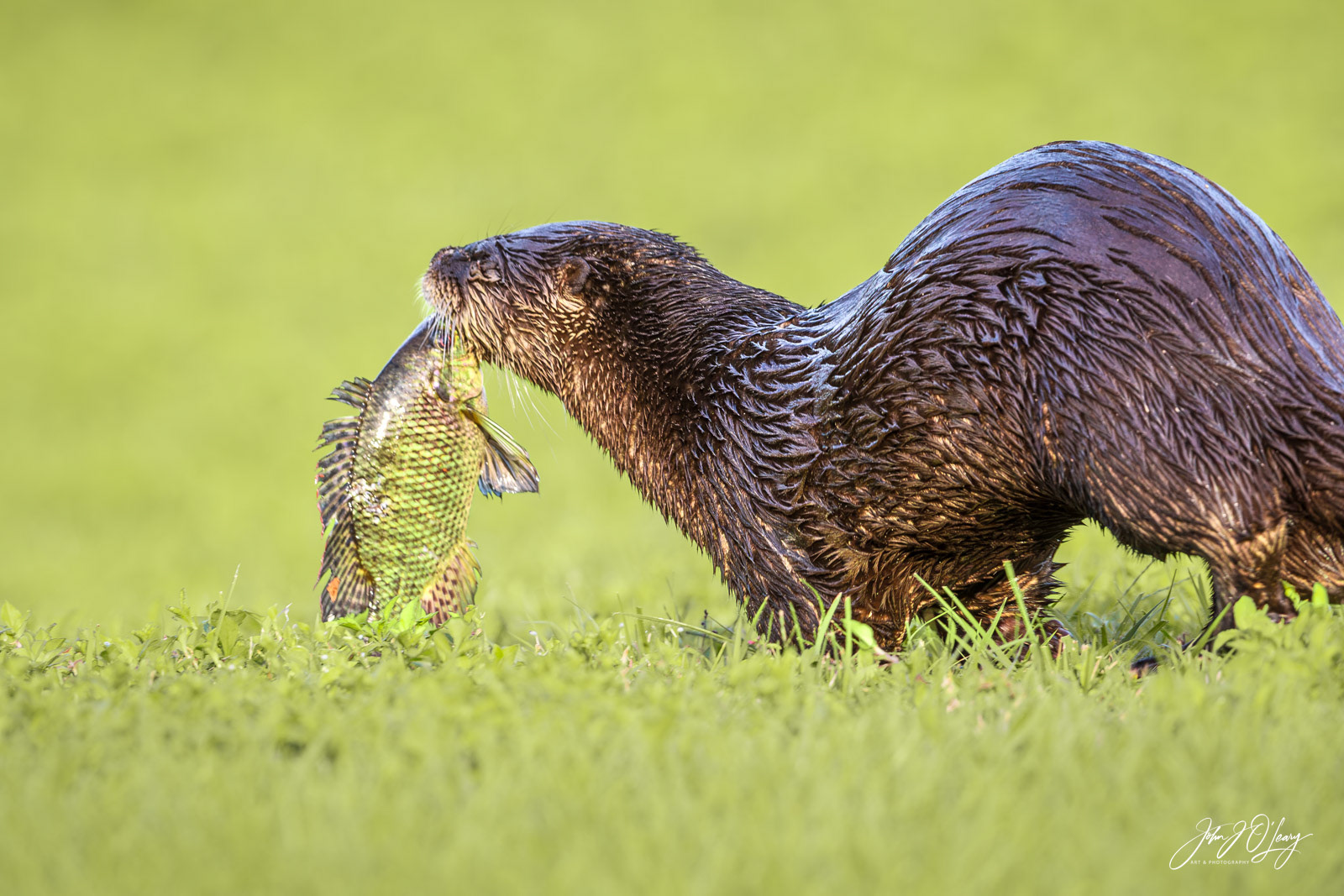 OTTER WITH FISH | FLORIDA