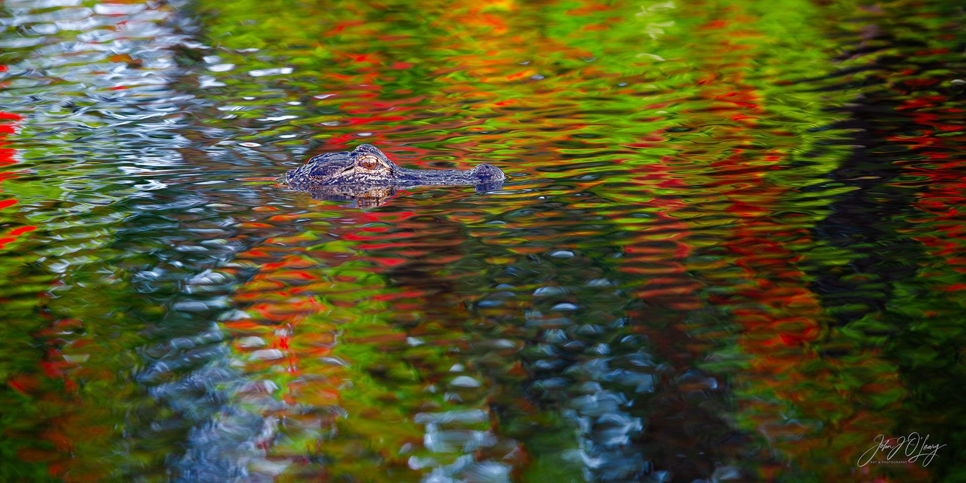ALLIGATOR AT VENICE ROOKERY - FLORIDA