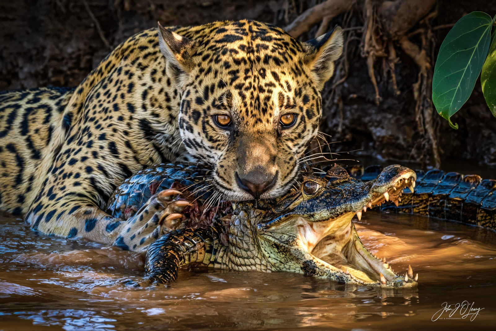 LEOPARD DEATH GRIP