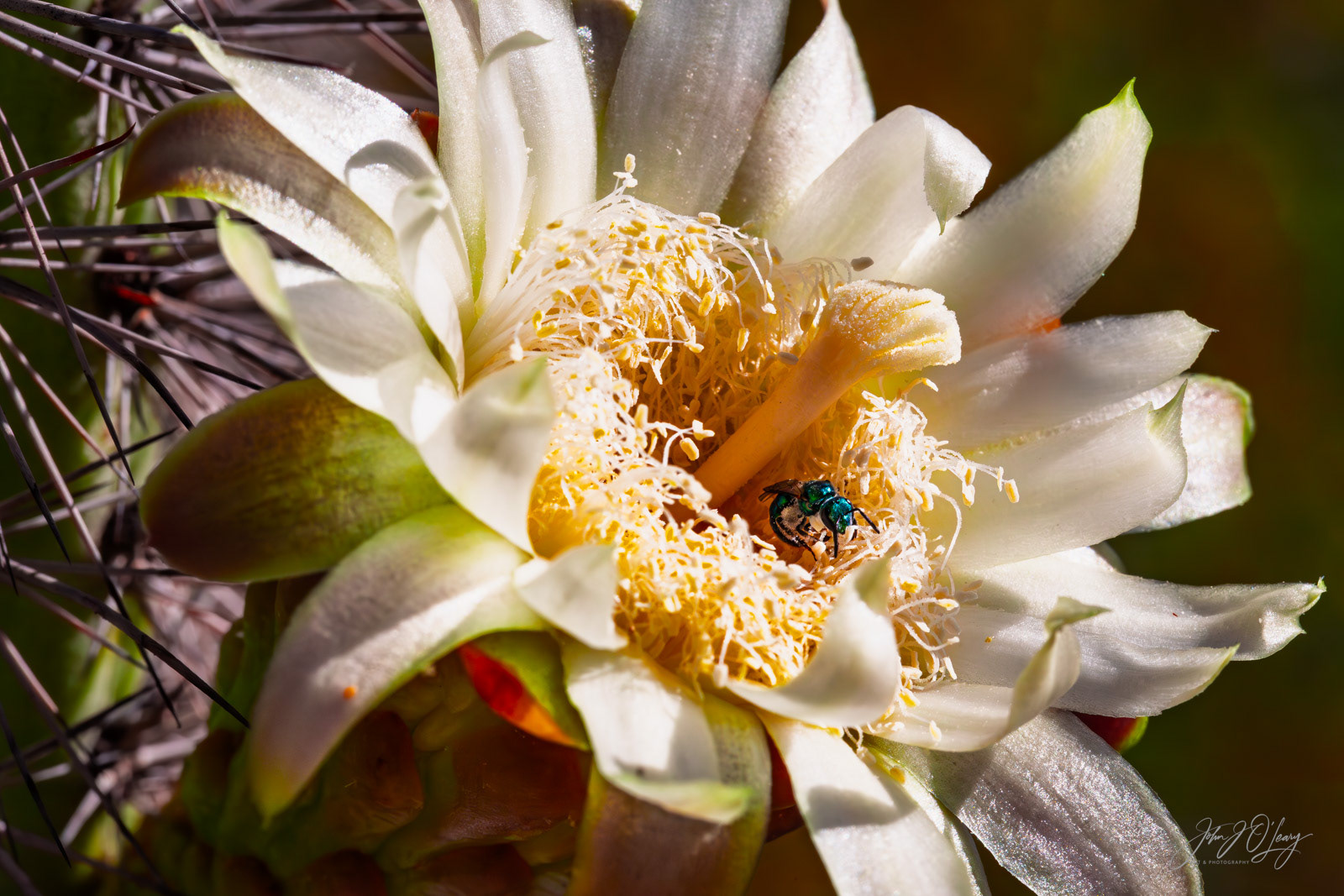 CACTUS FLOWER AND SWEAT BEE | ARIZONA