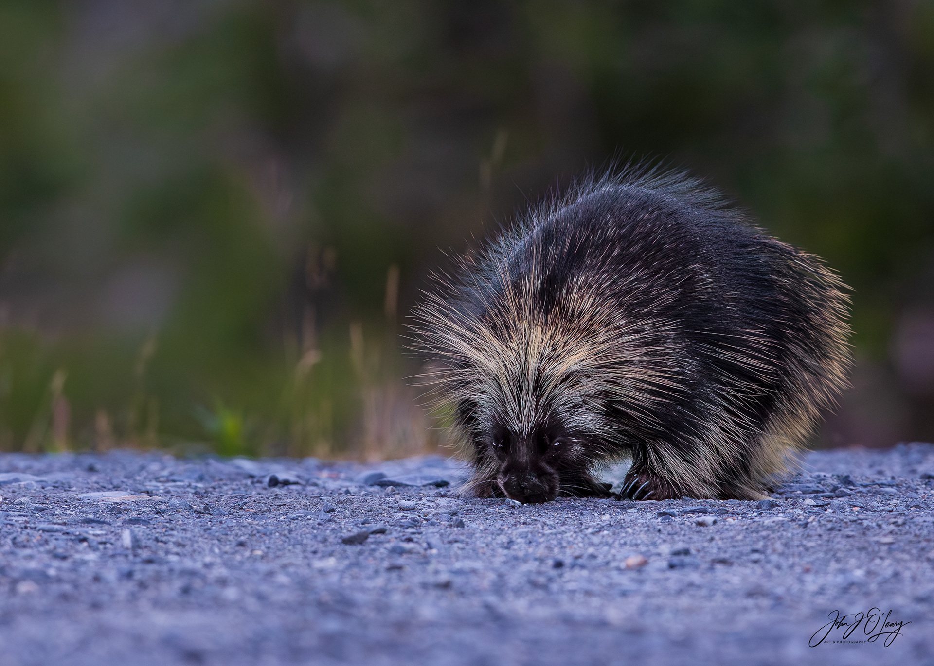 PORCUPINE AT TWILIGHT - ALASKA