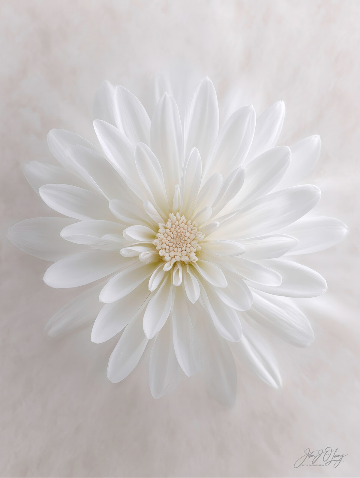SHADES OF WHITE