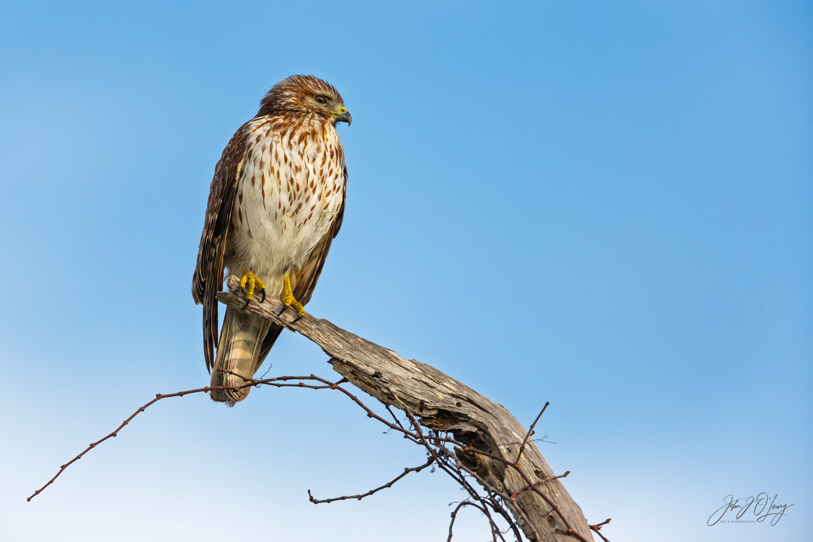 RED-SHOULDERED HAWK | FLORIDA