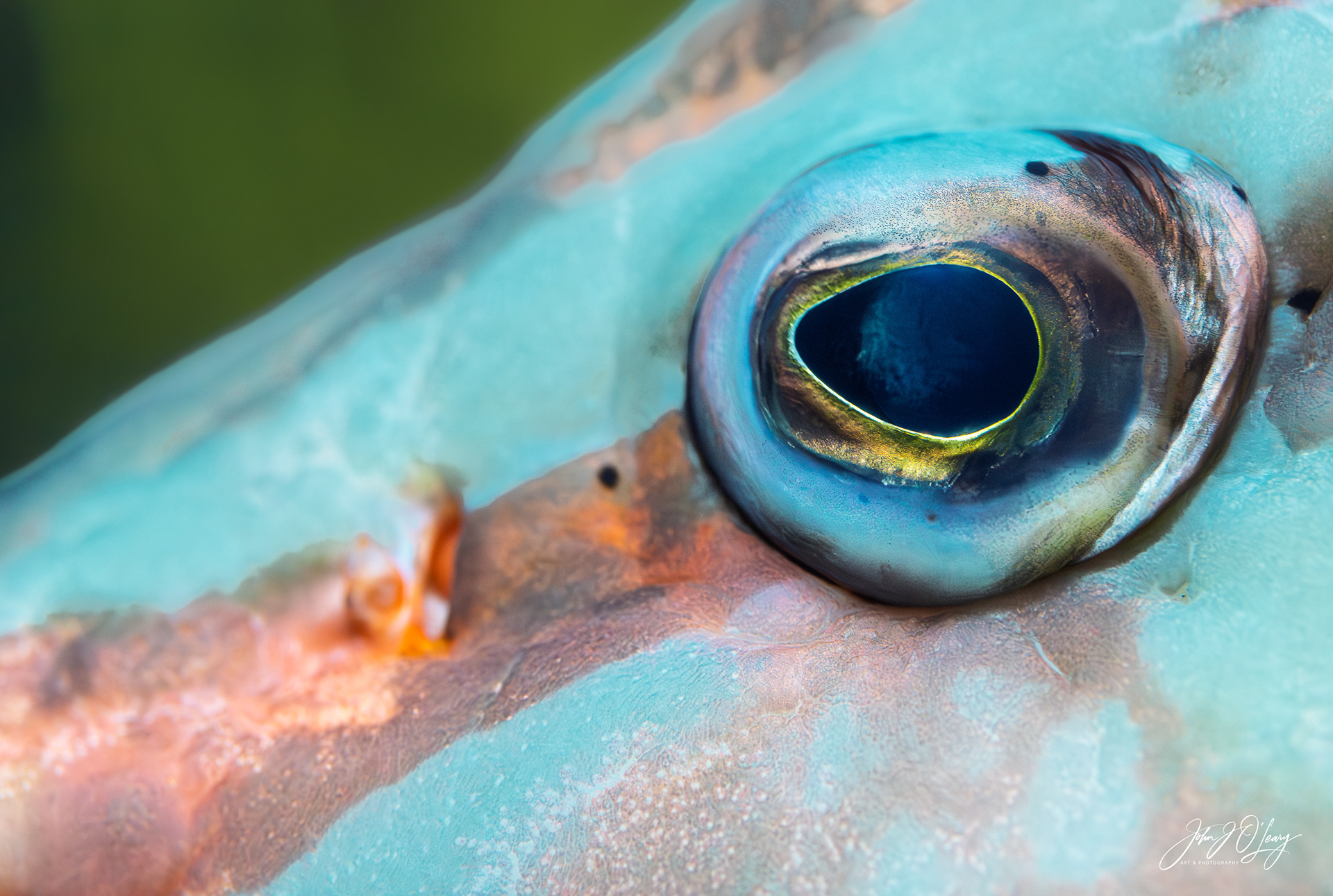 FISH EYE USING MACRO LENS - ARIZONA