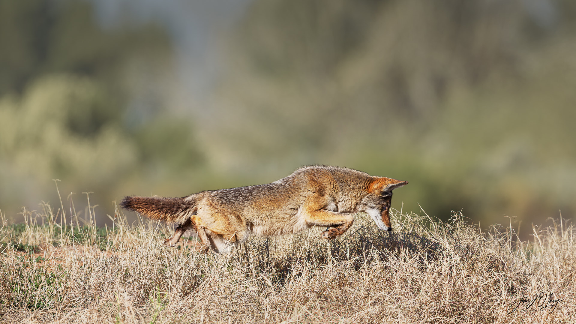 COYOTE LEAPING AT PREY - ARIZONA