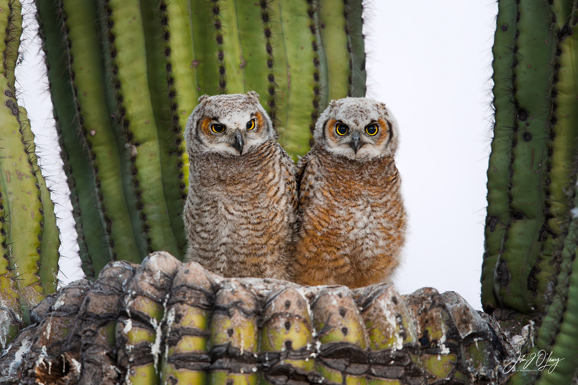 GREAT HORNED OWL CHICKS - ARIZONA
