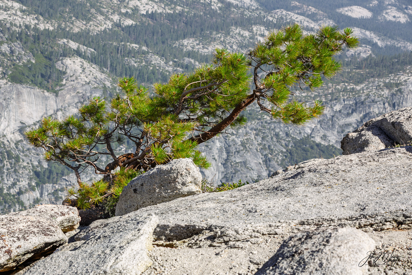 LONE PINE IN YOSEMITE - CALIFORNIA
