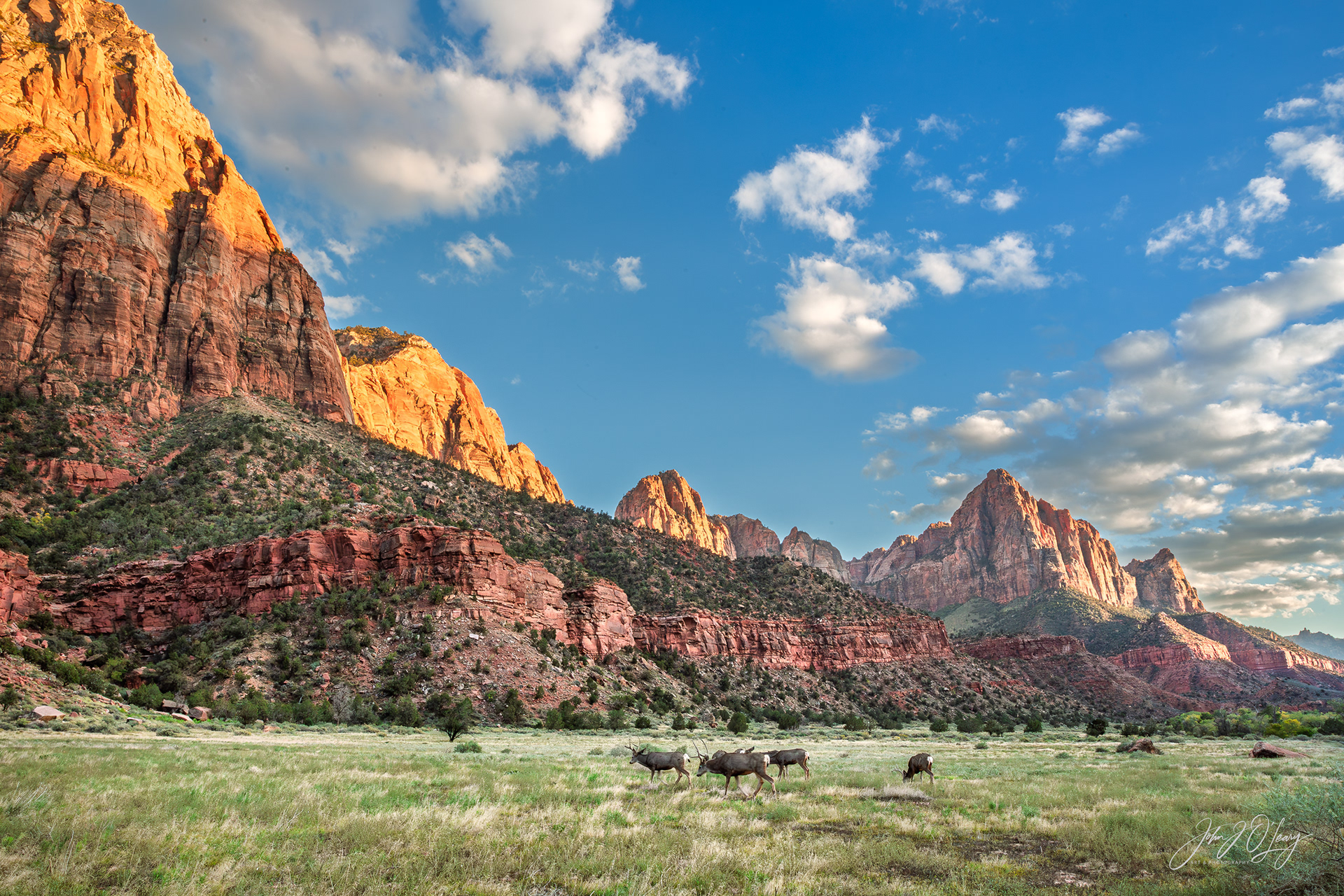 DEER GRAZING IN ZION - UTAH