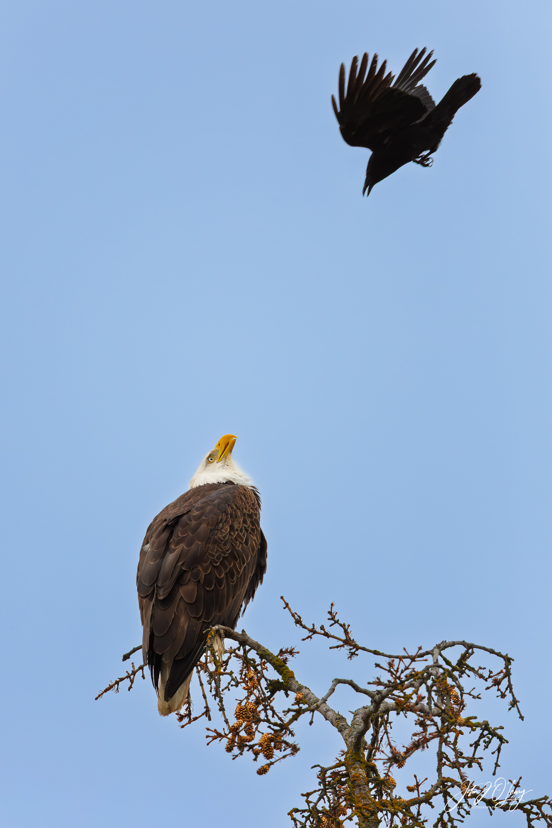 RAVEN HARRASSING BALD EAGLE- ALASKA