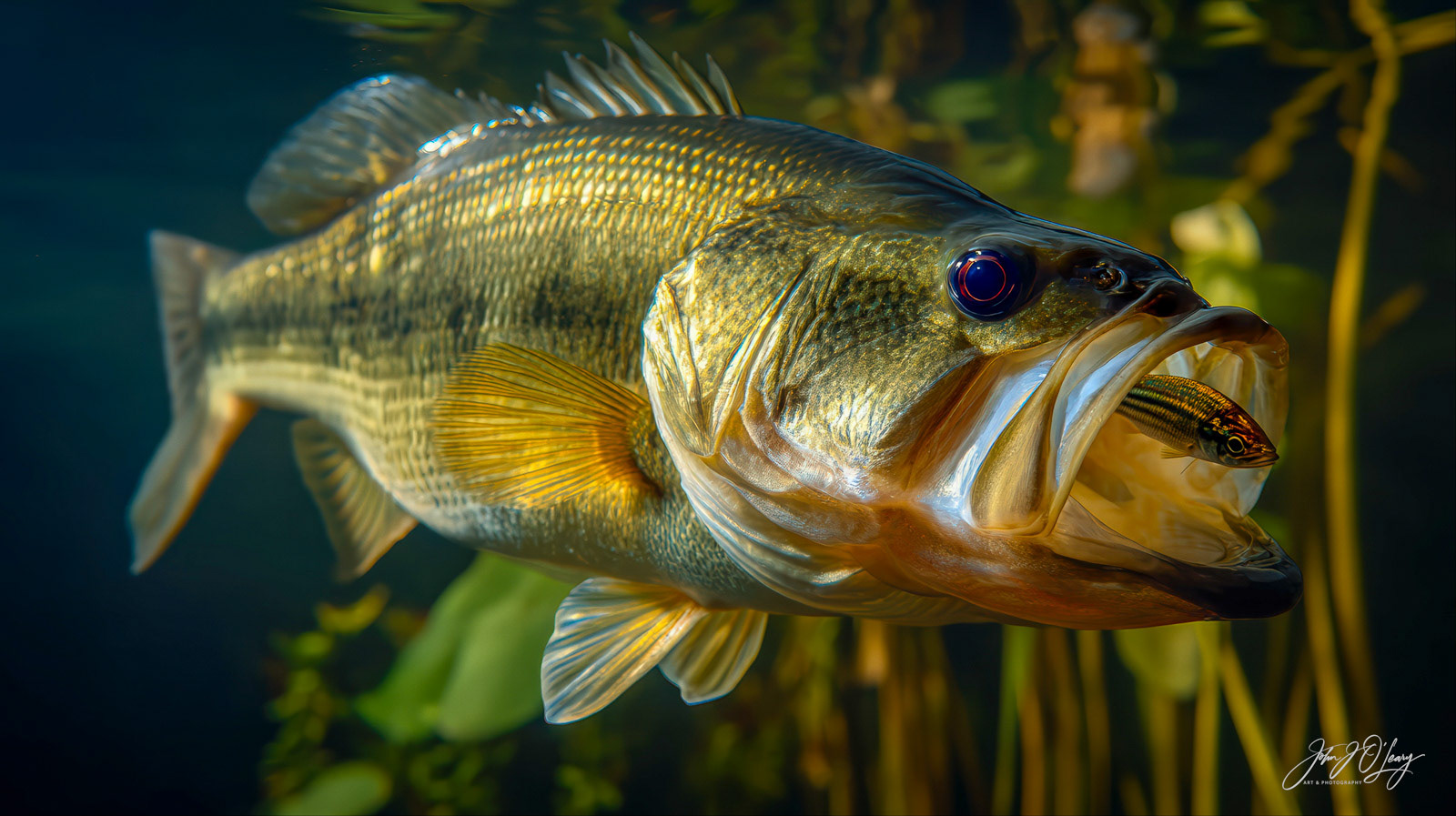 LARGEMOUTH BASS WITH BREAKFAST