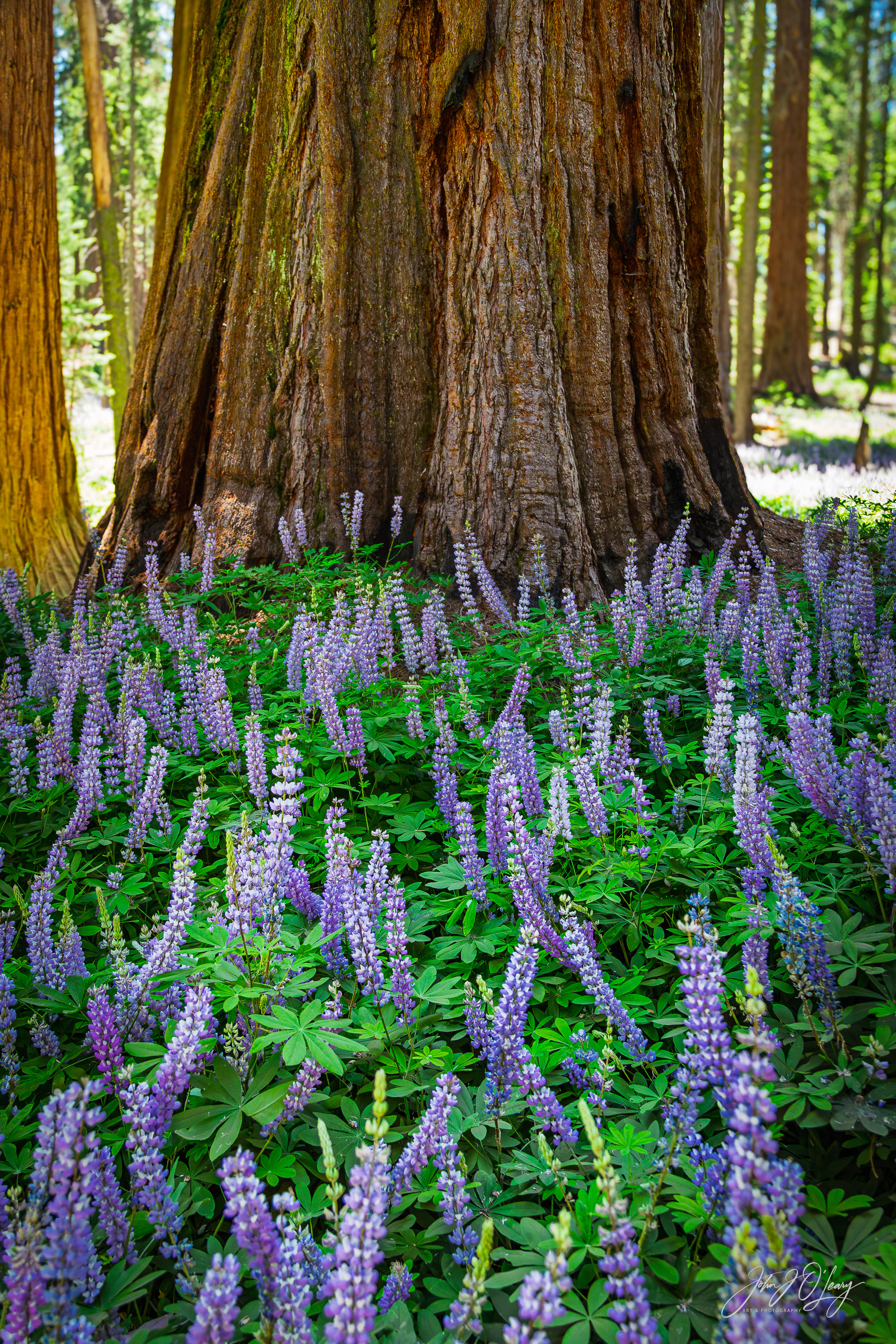 LUPINE AND SEQUOIA TREE - CALIFORNIA