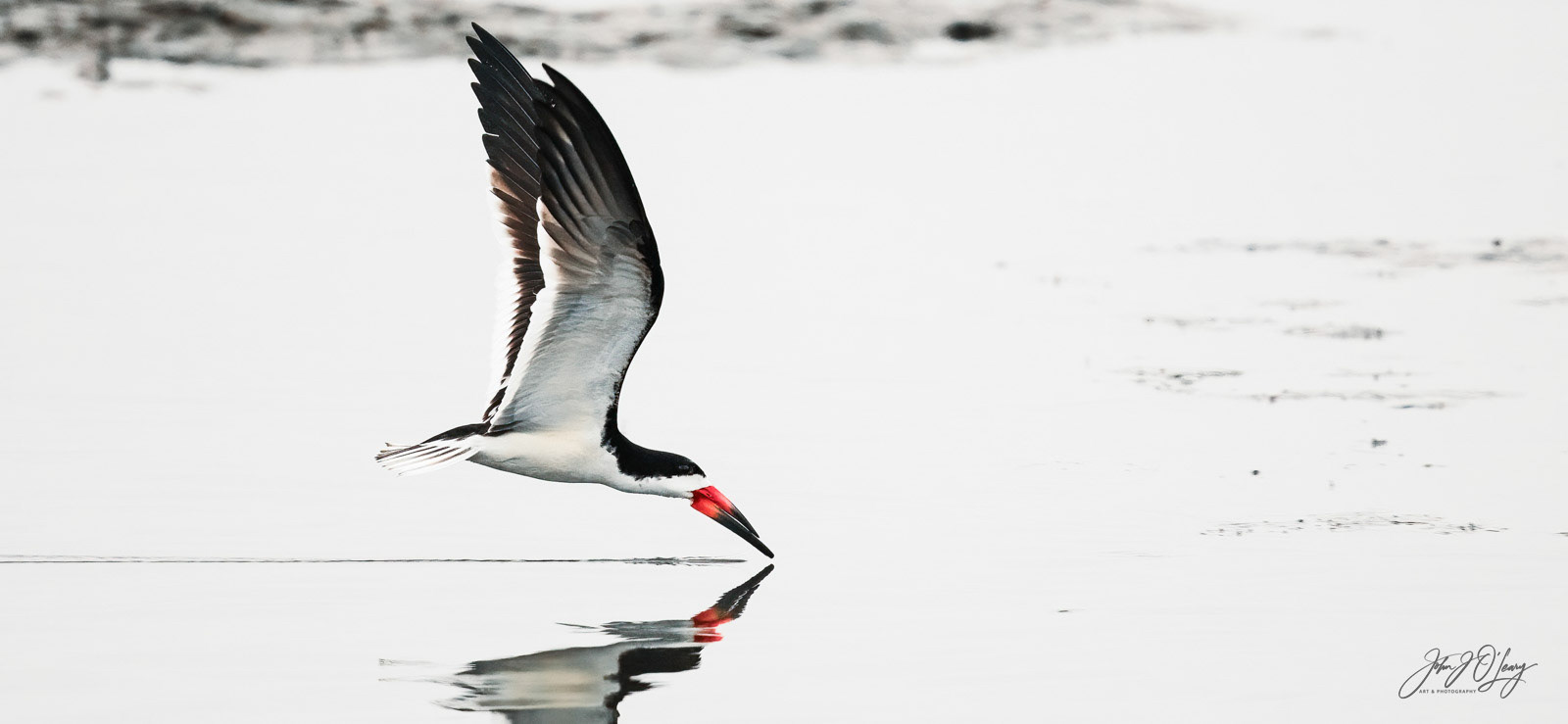 BLACK SKIMMER IN FLIGHT | CALIFORNIA