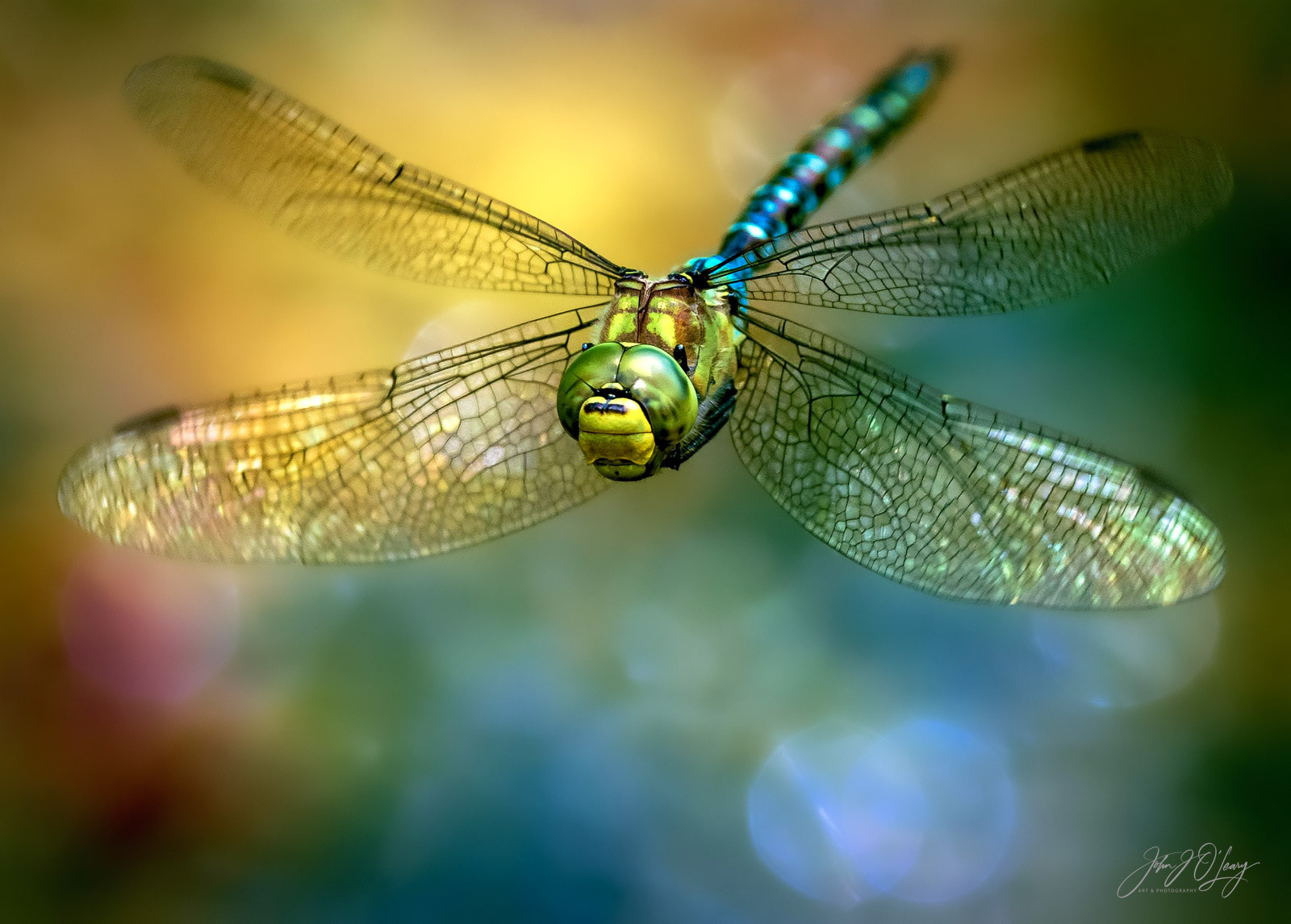 DRAGONFLY IN FLIGHT