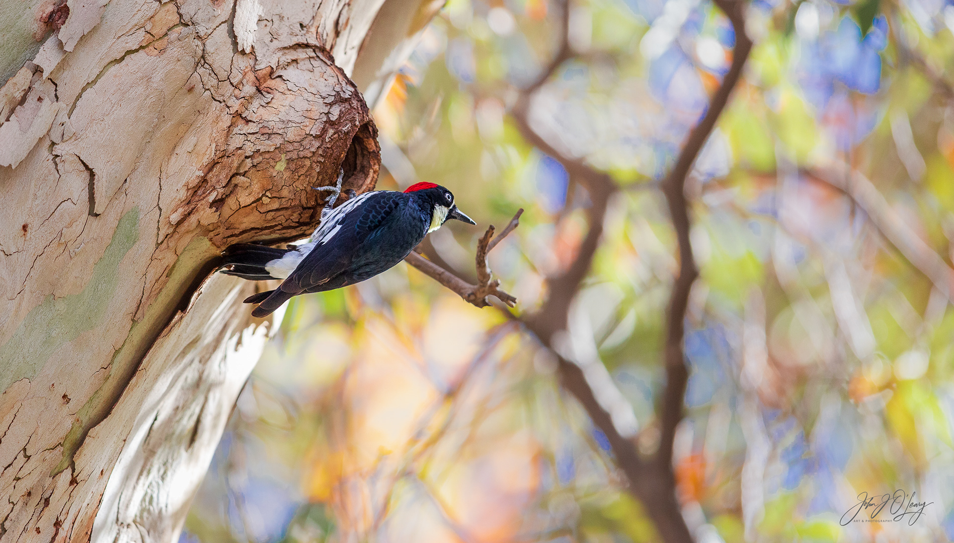 ACORN WOODPECKER - ARIZONA