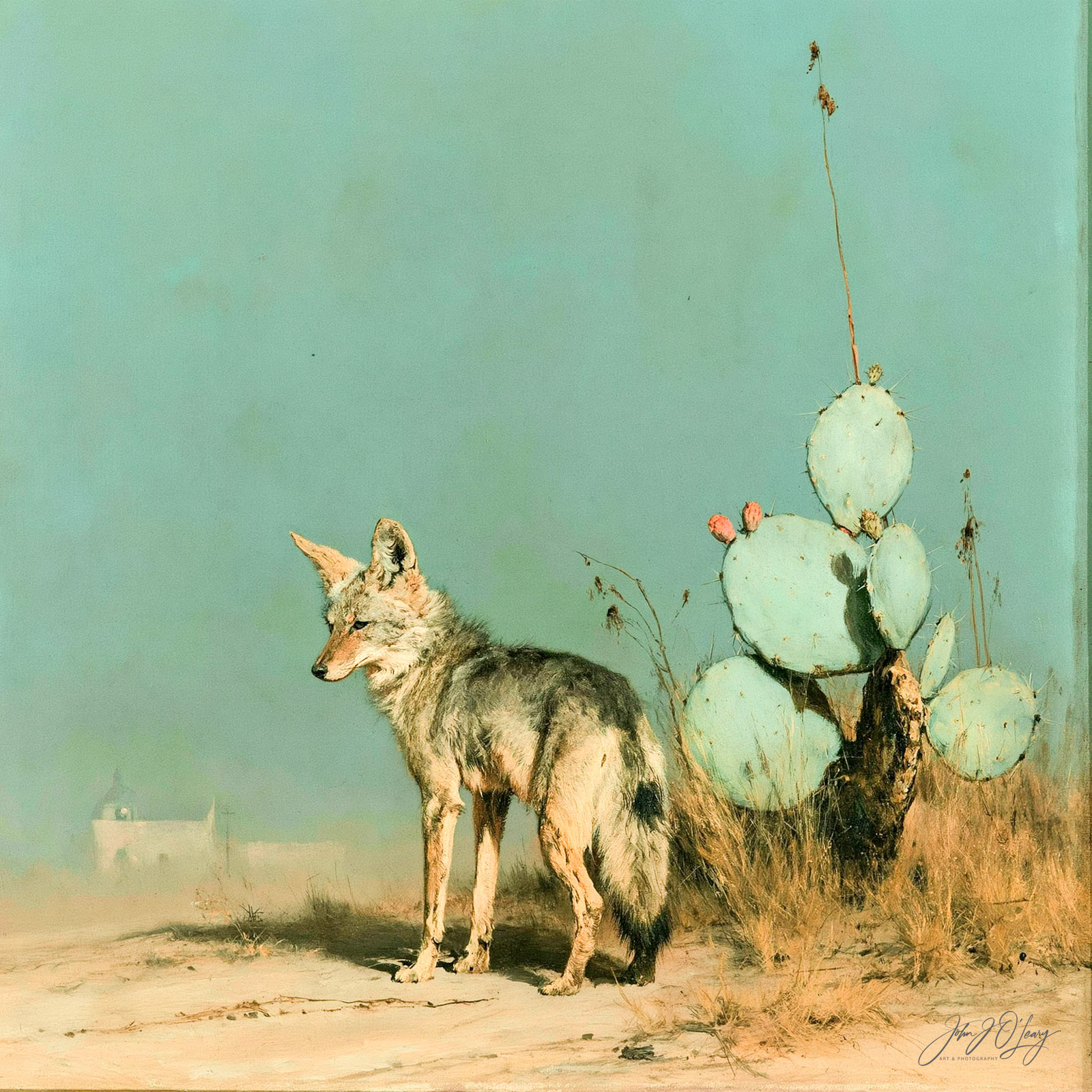 COYOTE IN SONORAN DESERT