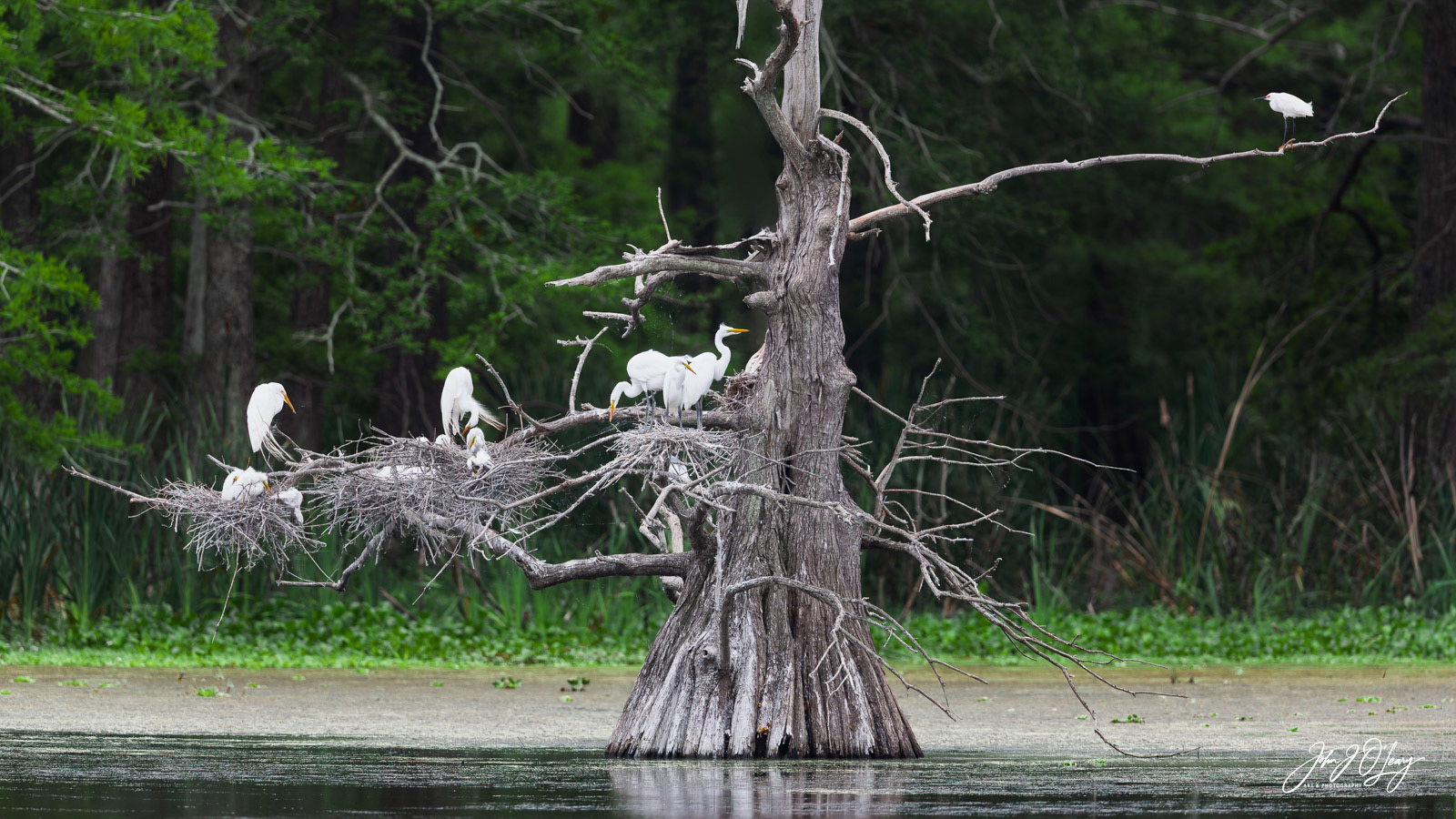 GREAT EGRET ROOKERY | TEXAS