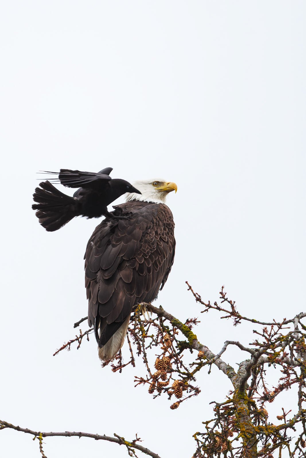 EAGLE AND RAVEN - 04 | ALASKA