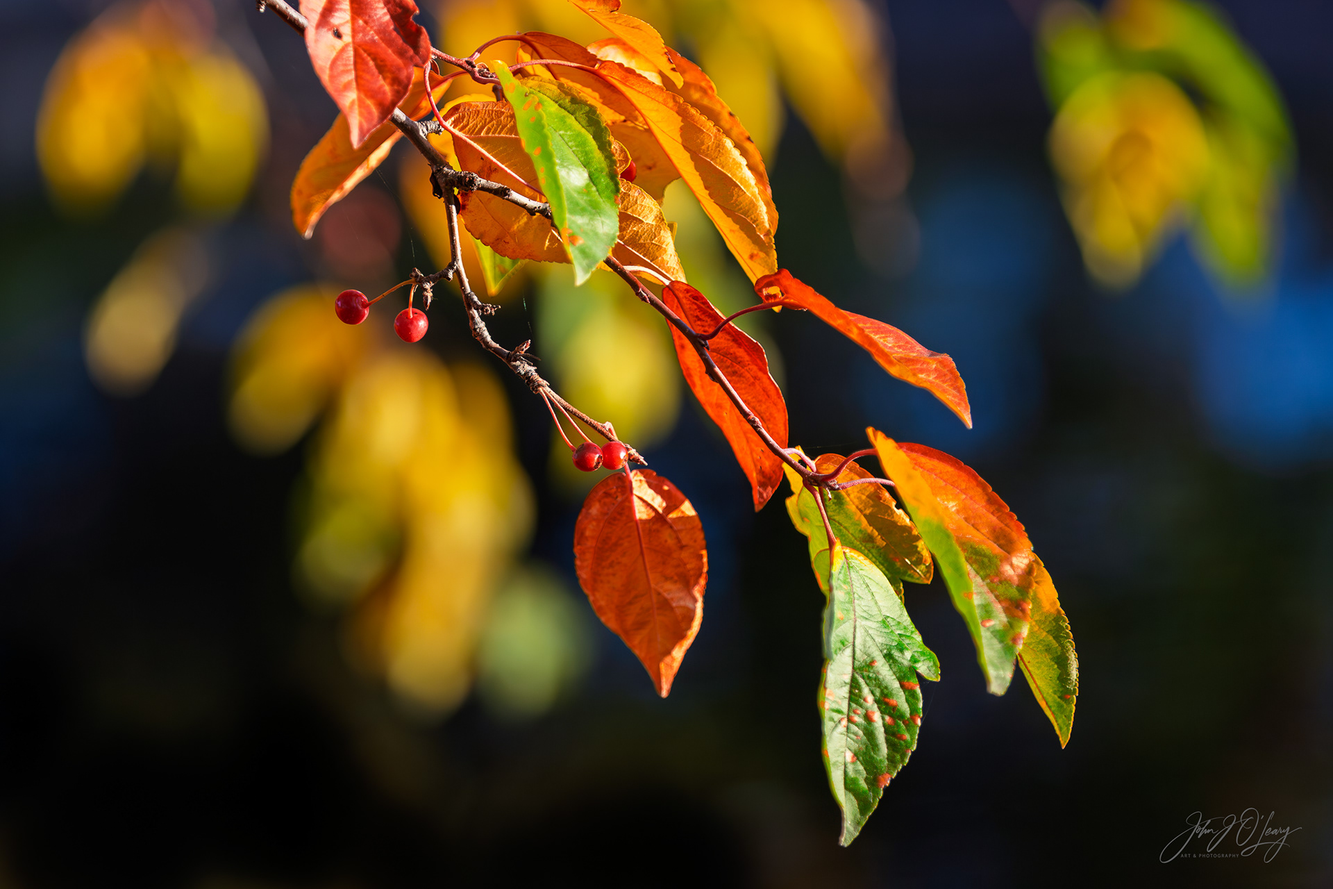 AUTUMN LEAVES  CLOSE-UP - KANSAS