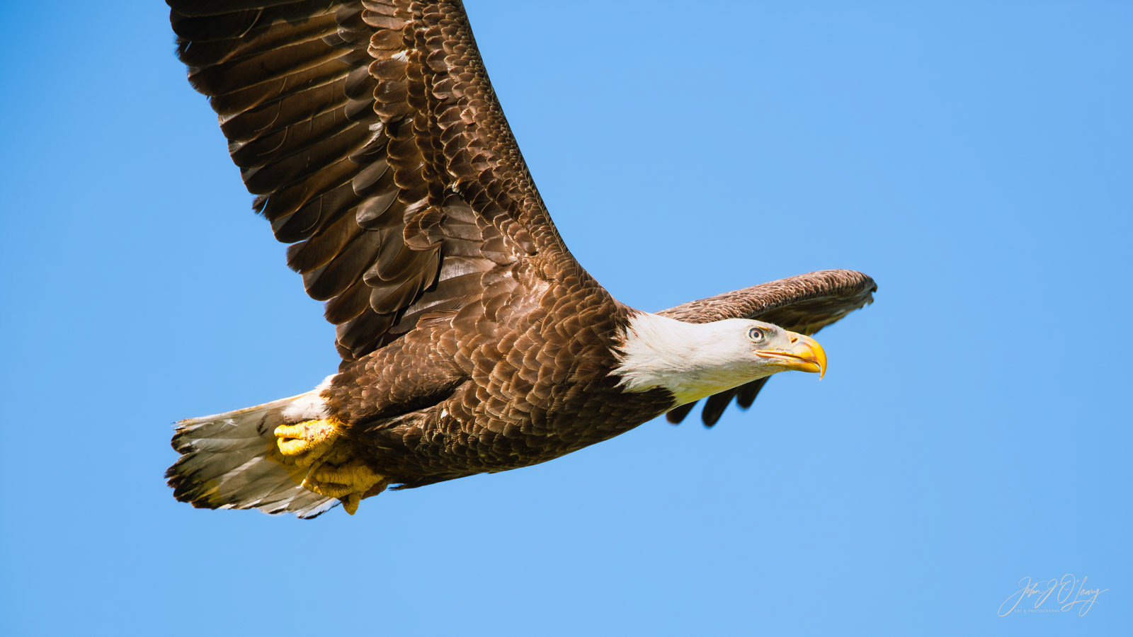 EAGLE FLYIING | ALASKA