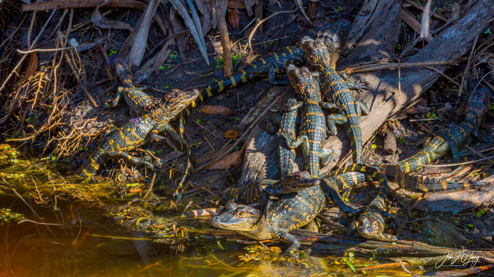 NEST OF ALLIGATORS | FLORIDA