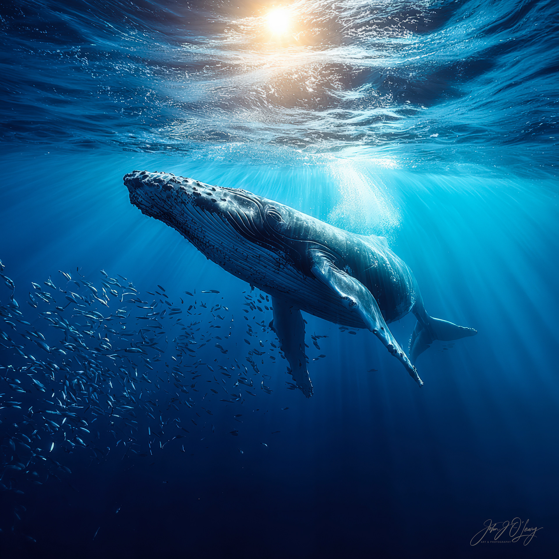 HUMPBACK WHALE AND SCHOOL OF FISH