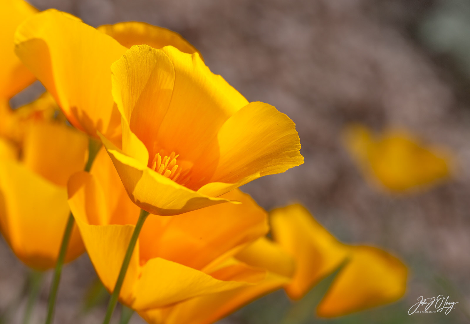 CALIFORNIA POPPIES | ARIZONA