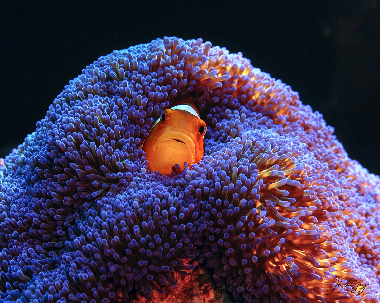 CLOWN ANEMONE FISH