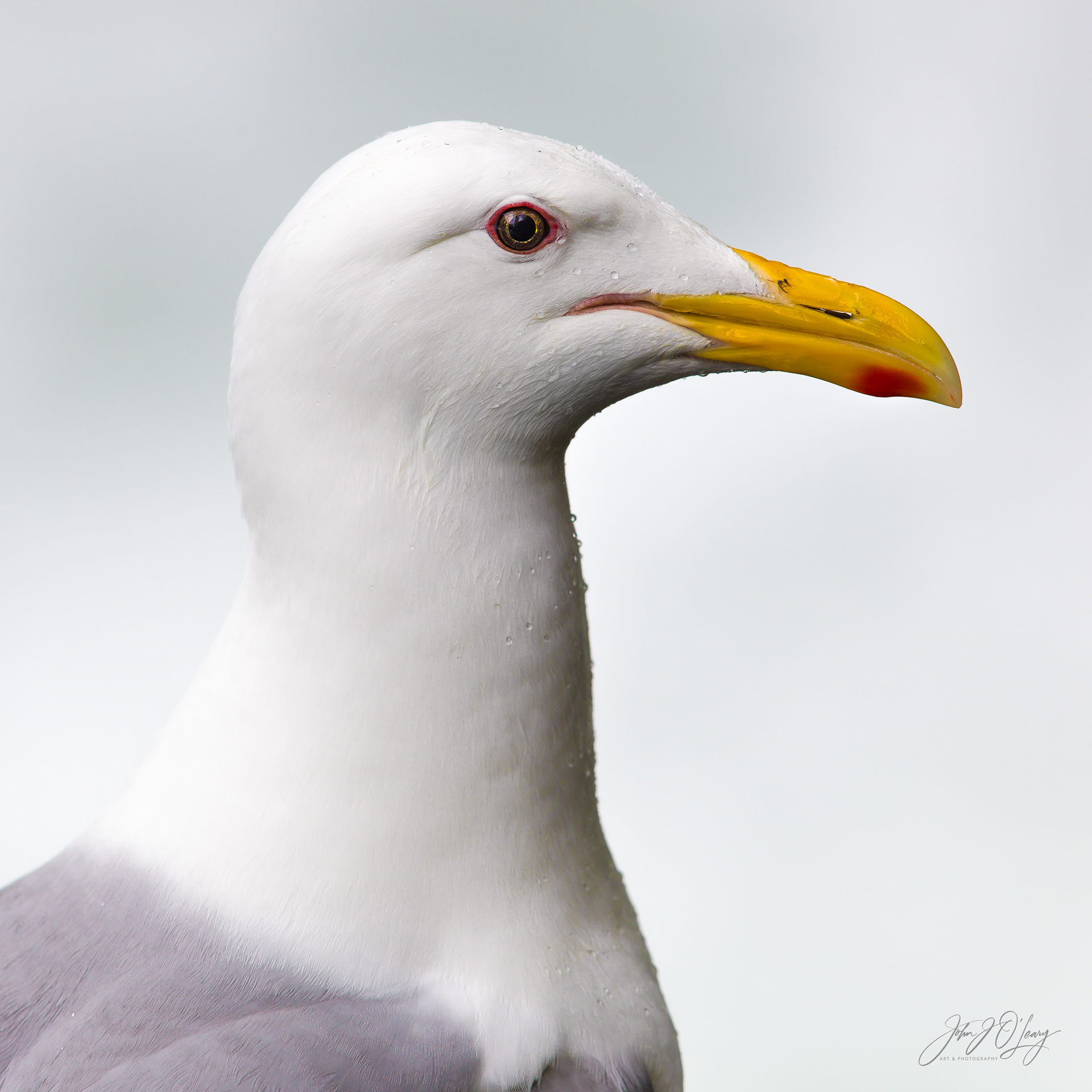 SEAGULL PROFILE - ALASKA