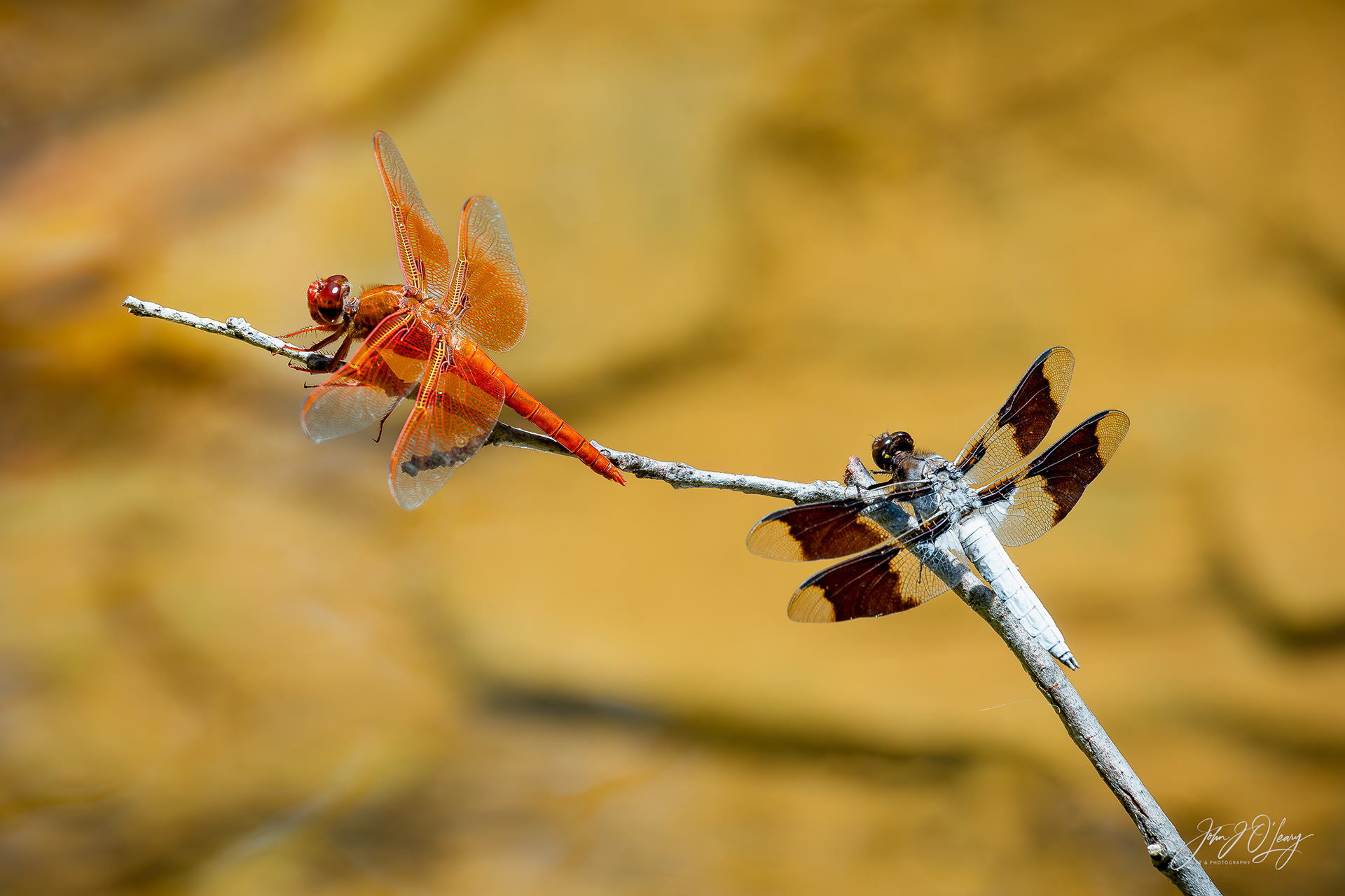 DRAGONFLIES AT OAK CREEK - ARIZONA