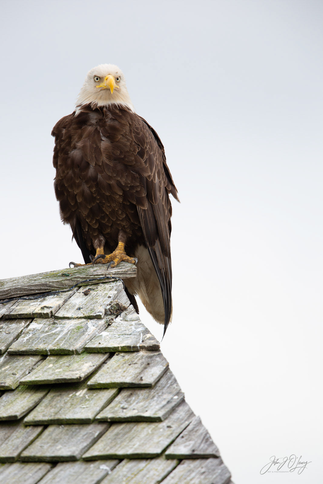 BALD EAGLE ON ROOFTOP | ALASKA