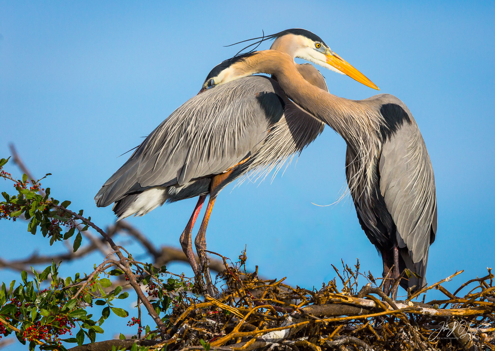 GREAT BLUE HERON PAIR | FLORIDA