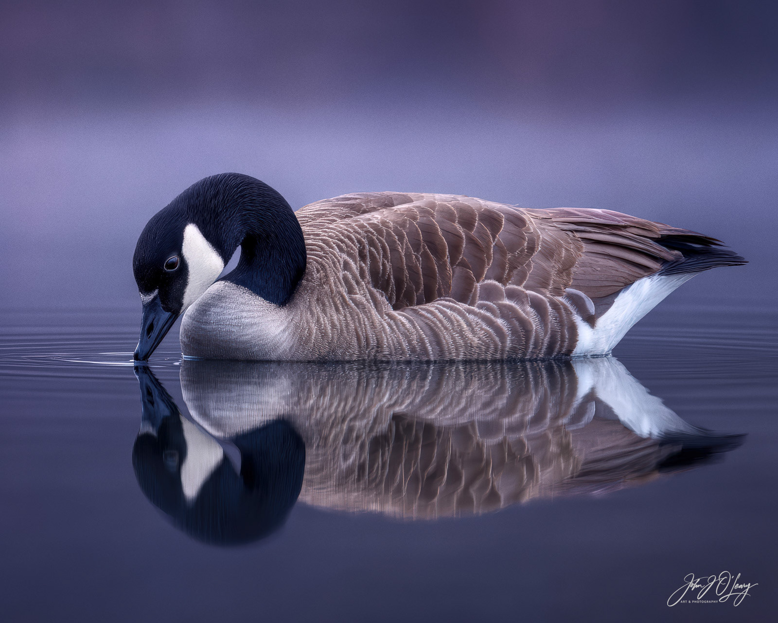 CANADIAN GOOSE ON STILL WATER