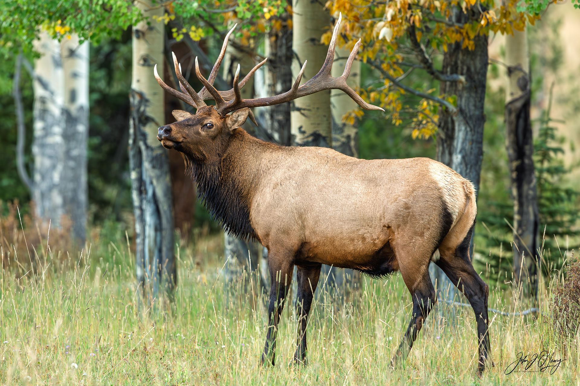 BULL ELK IN AUTUMN WOODS - COLORADO