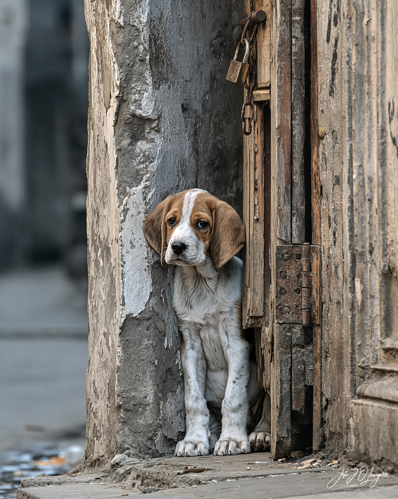 ABANDONED DOG