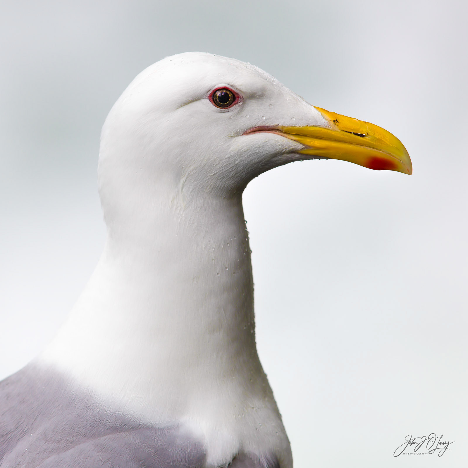 SEAGULL PORTRAIT | ALASKA