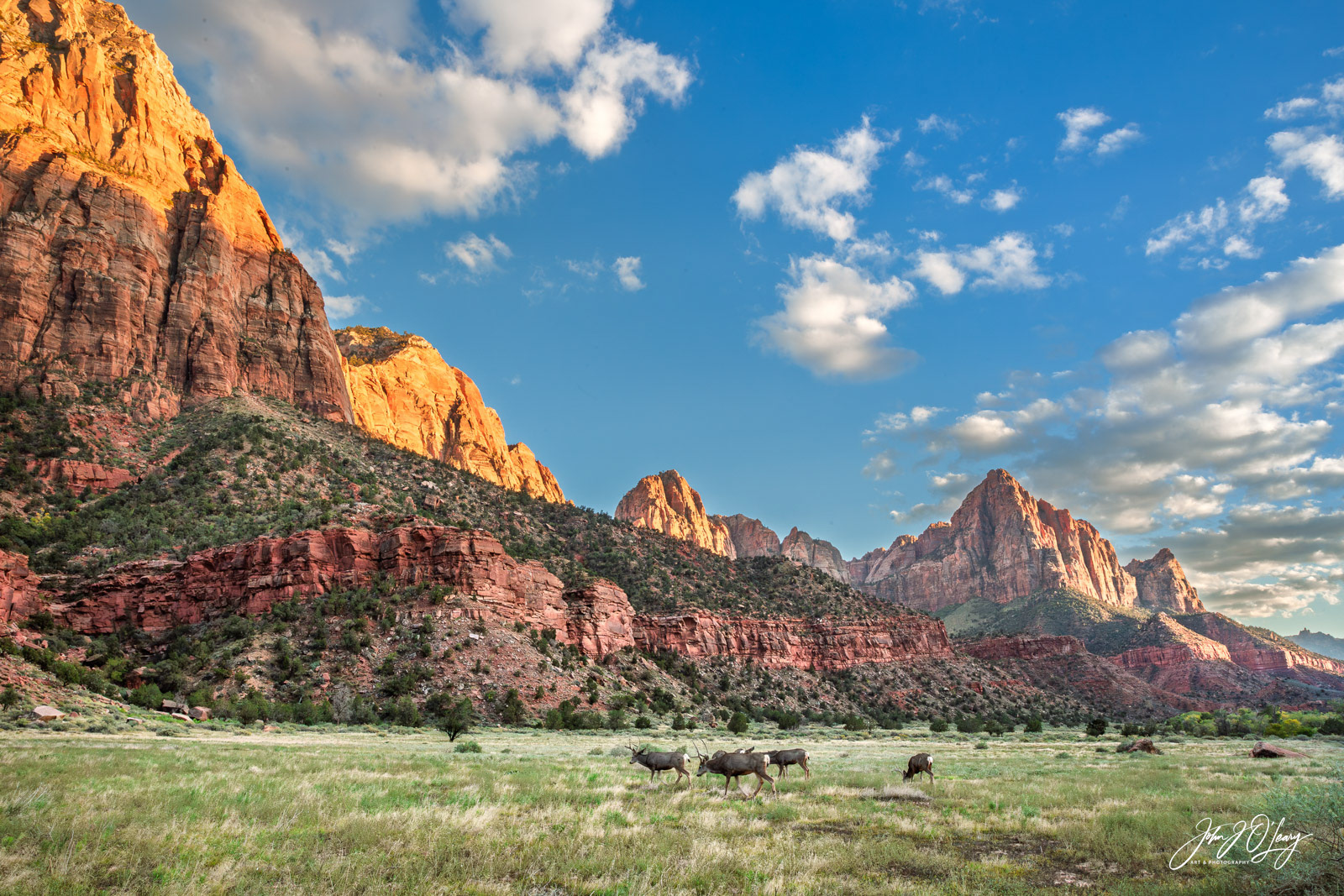 DEER IN ZION NATIONAL PARK - UTAH