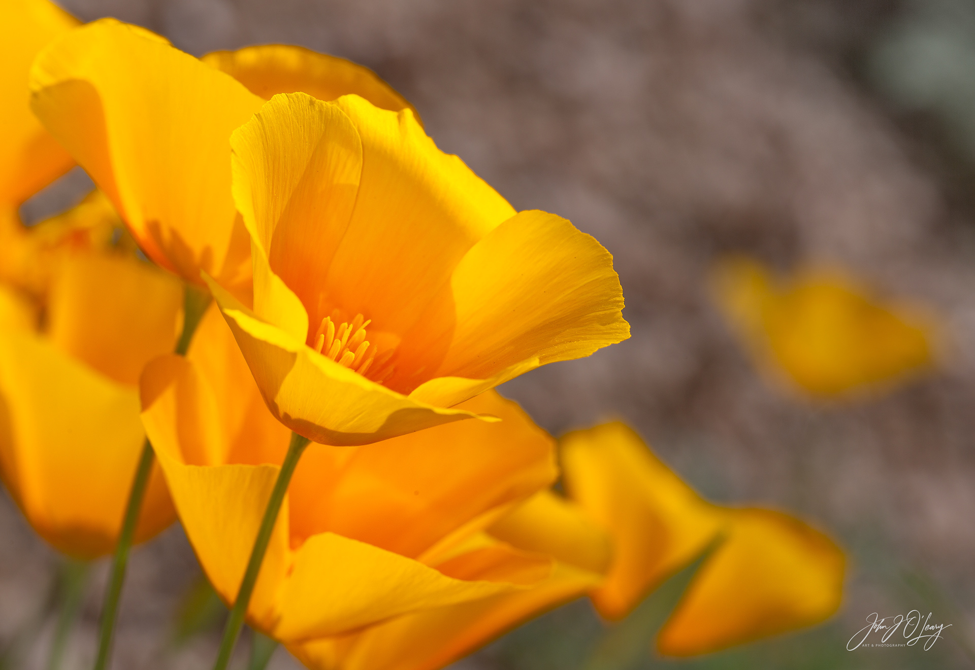 CALIFORNIA POPPIES - ARIZONA